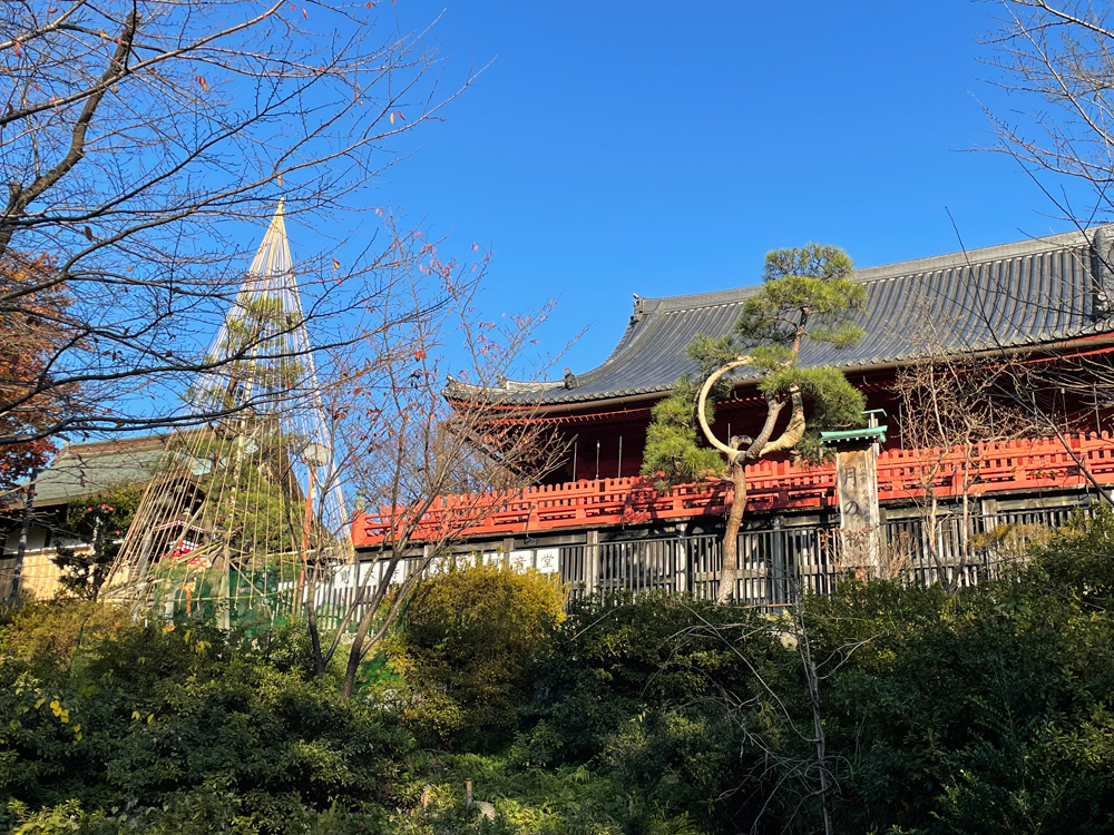 上野寛永寺清水観音堂「月の松」の手入れ作業