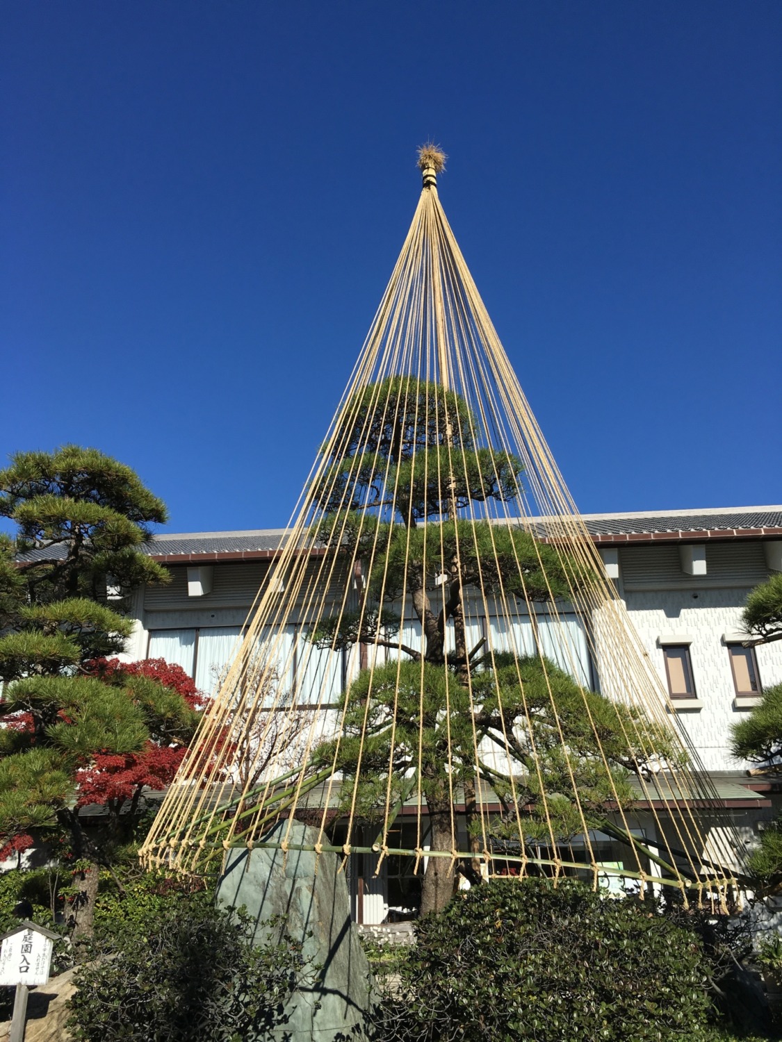 足立区花畑記念庭園桜花亭の雪吊り