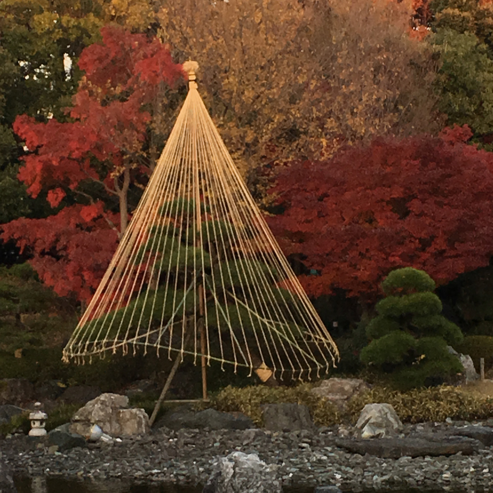 足立区花畑記念庭園桜花亭の雪吊り